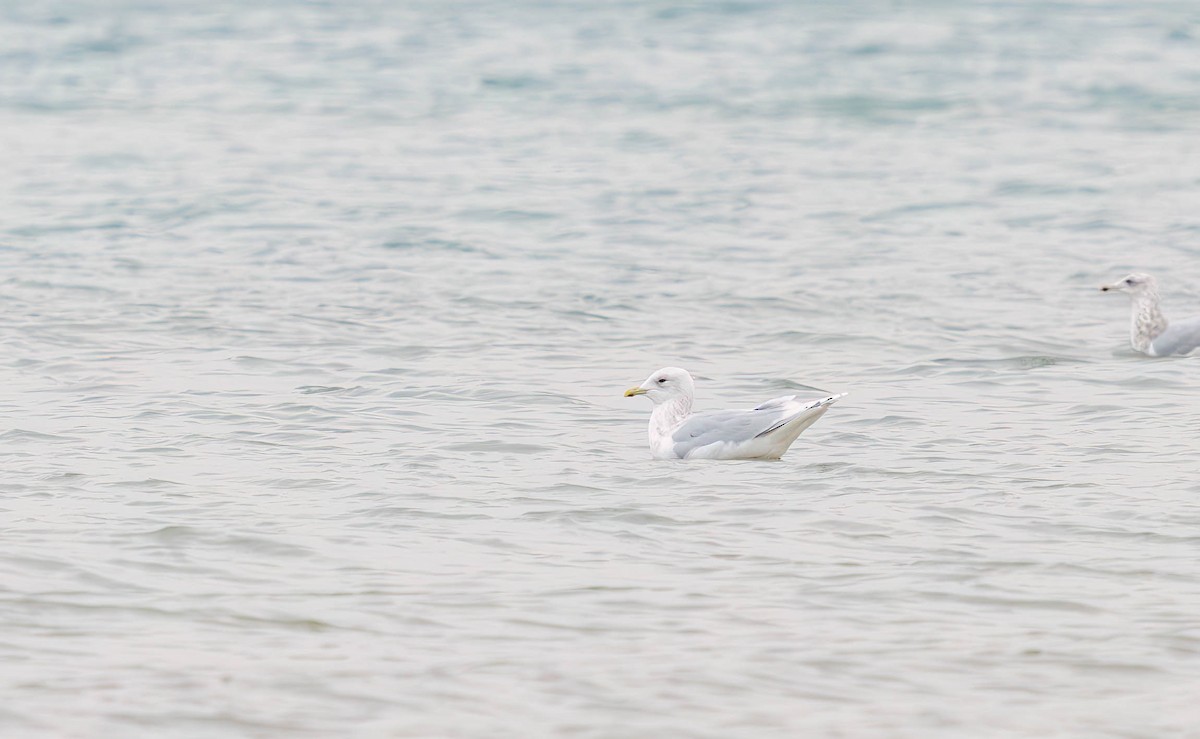Iceland Gull - ML645327169
