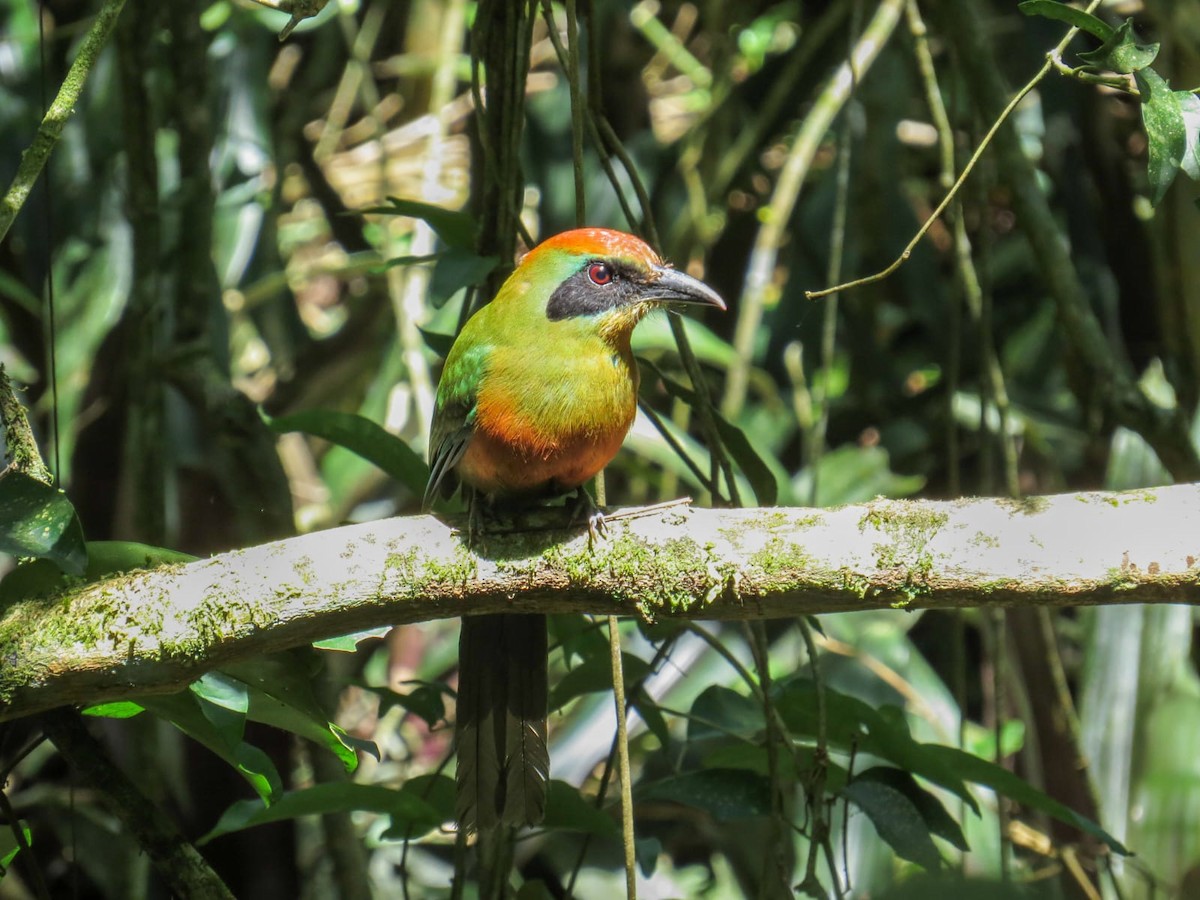 Rufous-capped Motmot - ML645327171