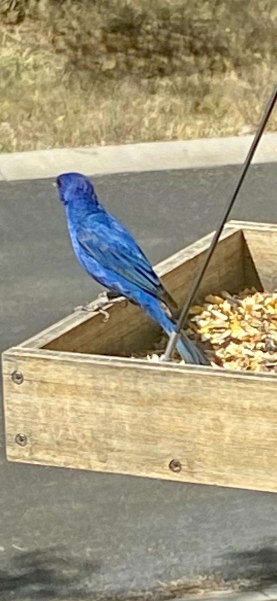 Indigo Bunting - ML645327175