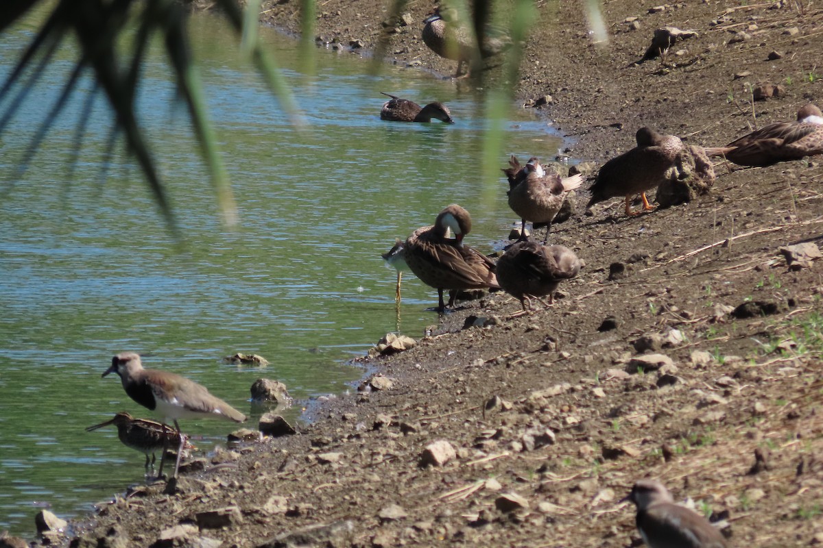 Bahamaente - ML645327180