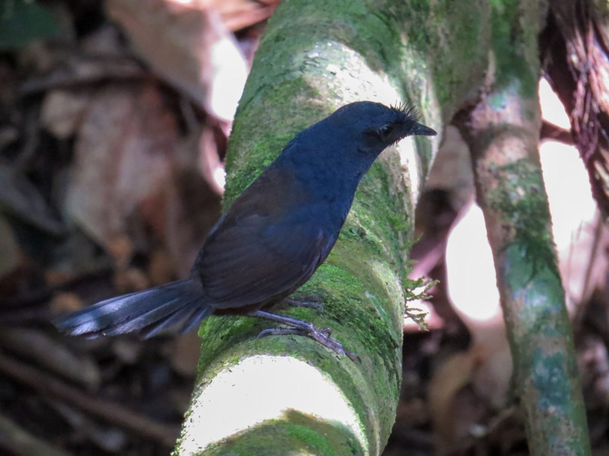 Сизый щетинколоб - ML645327189