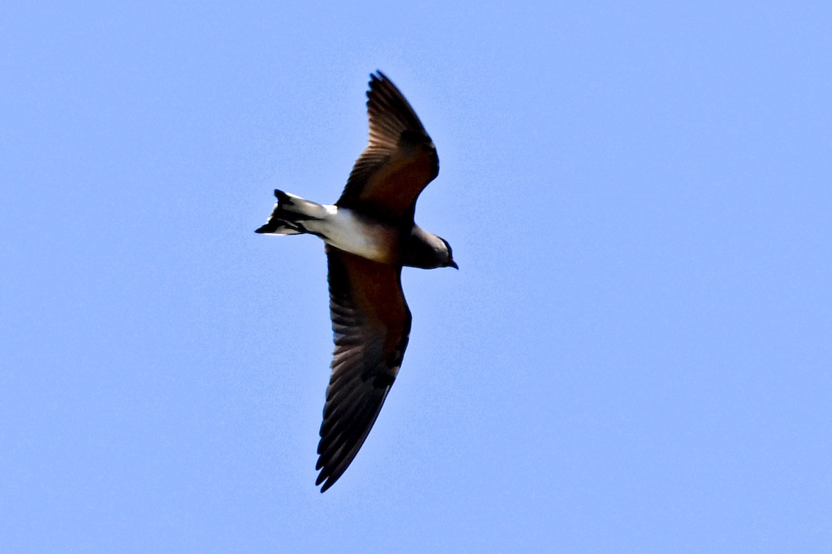 Madagascar Pratincole - ML645327191