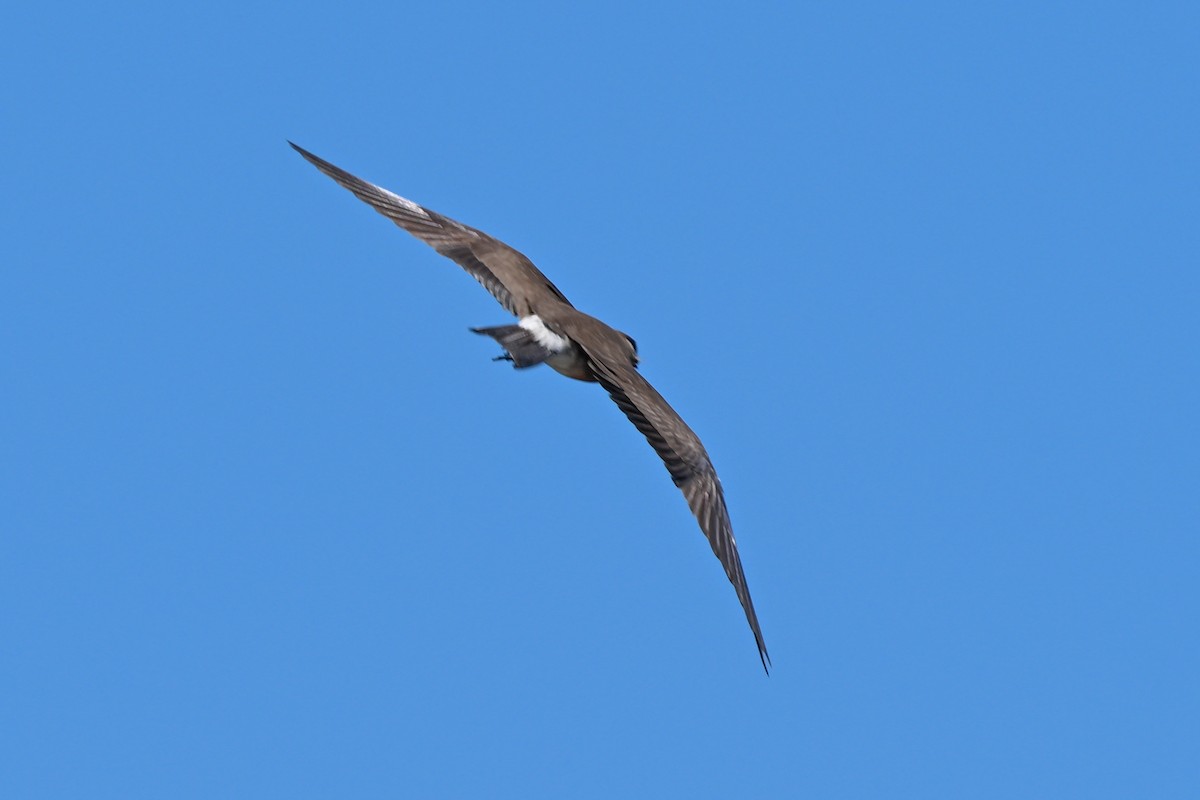 Madagascar Pratincole - ML645327192