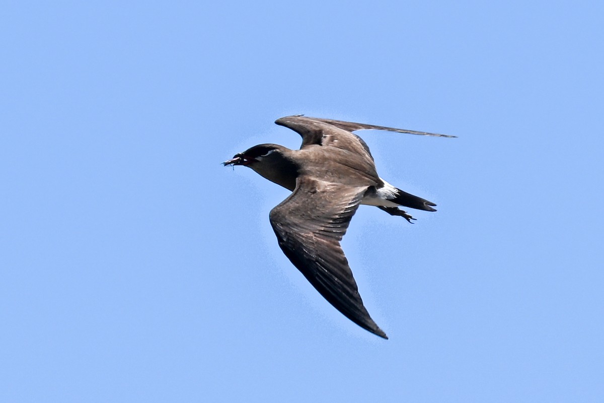 Madagascar Pratincole - ML645327193