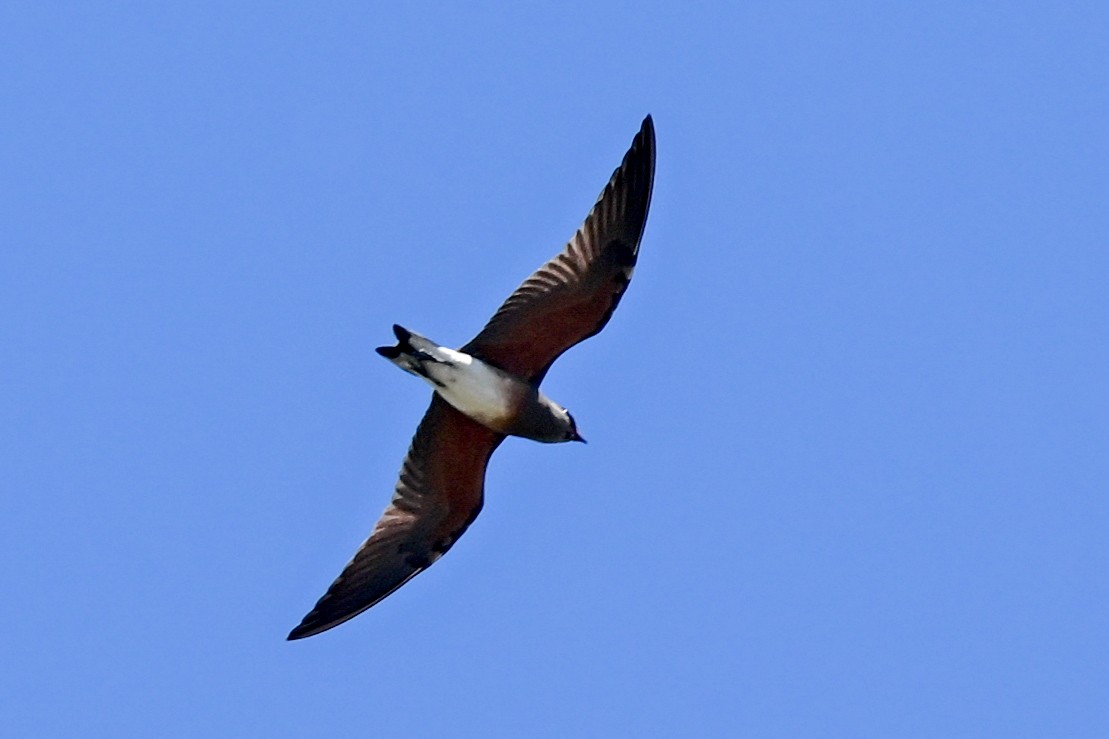 Madagascar Pratincole - ML645327194