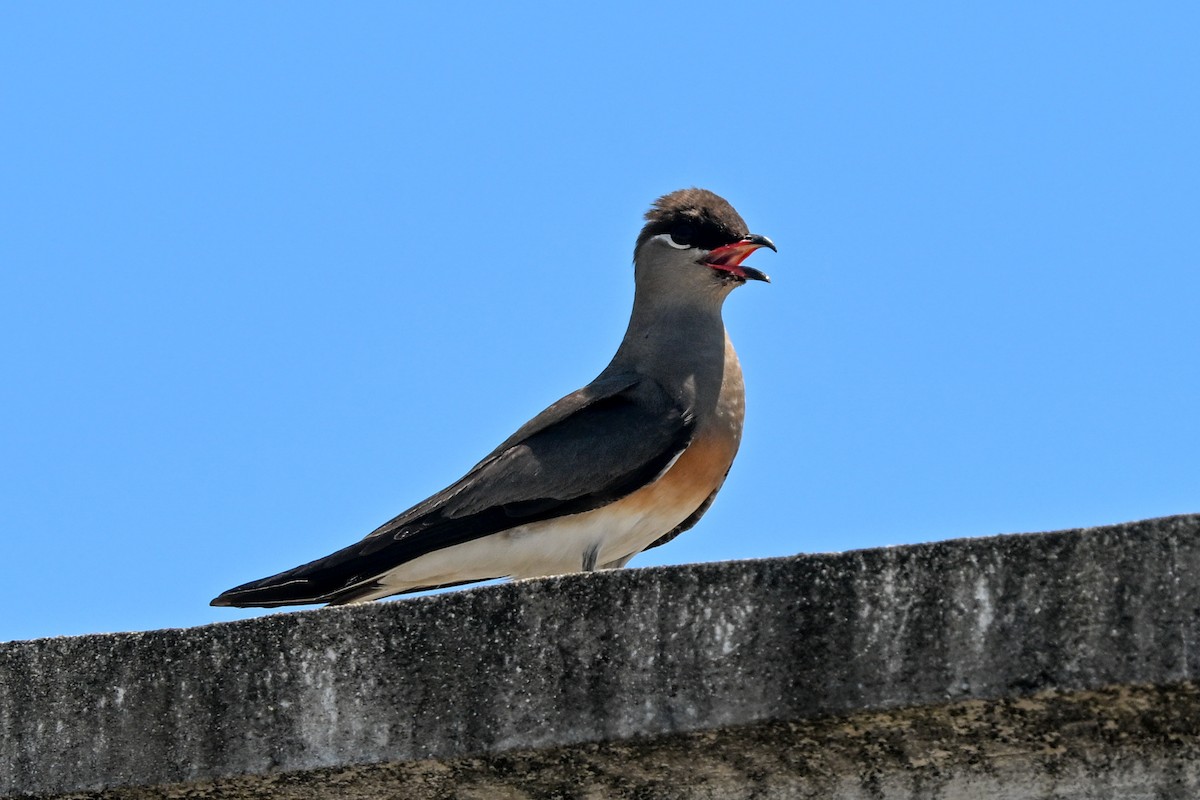 Madagascar Pratincole - ML645327195