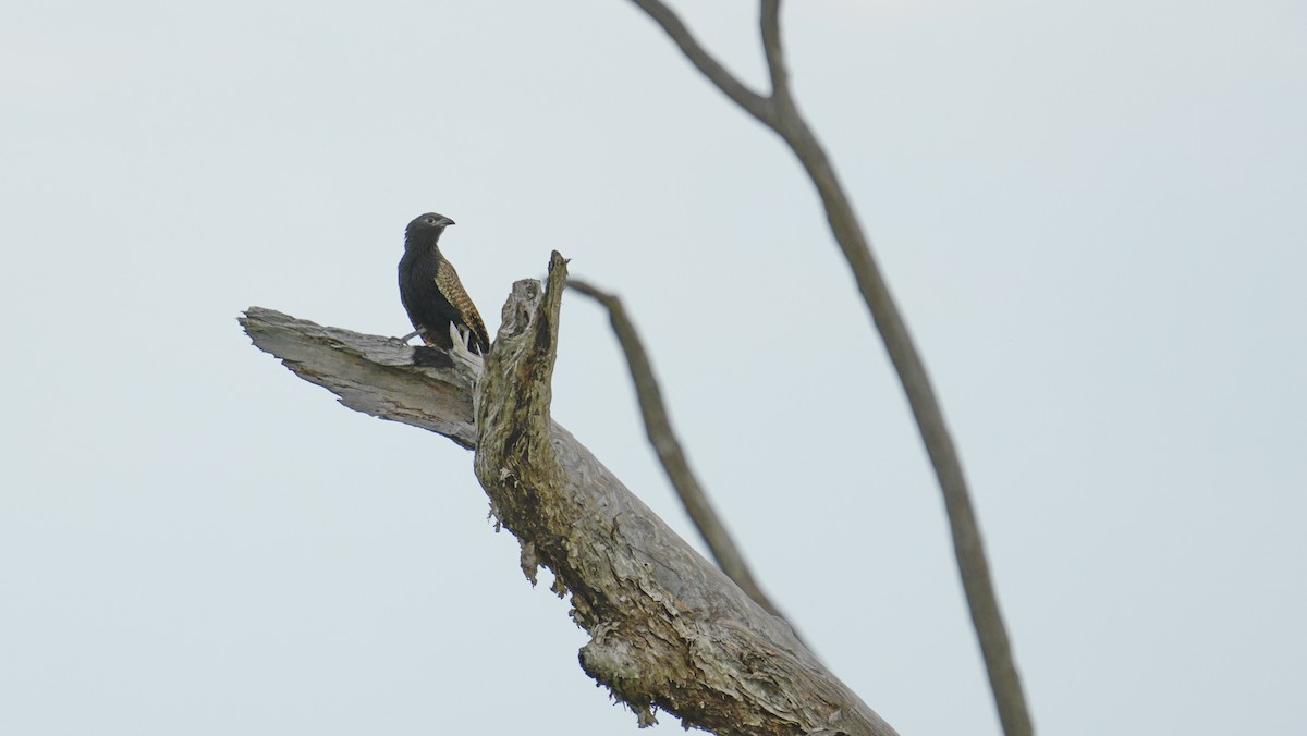 Pheasant Coucal - ML645327201