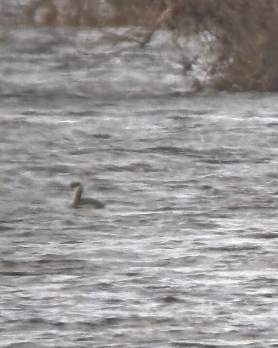 Буурал шунгуур - ML645327217