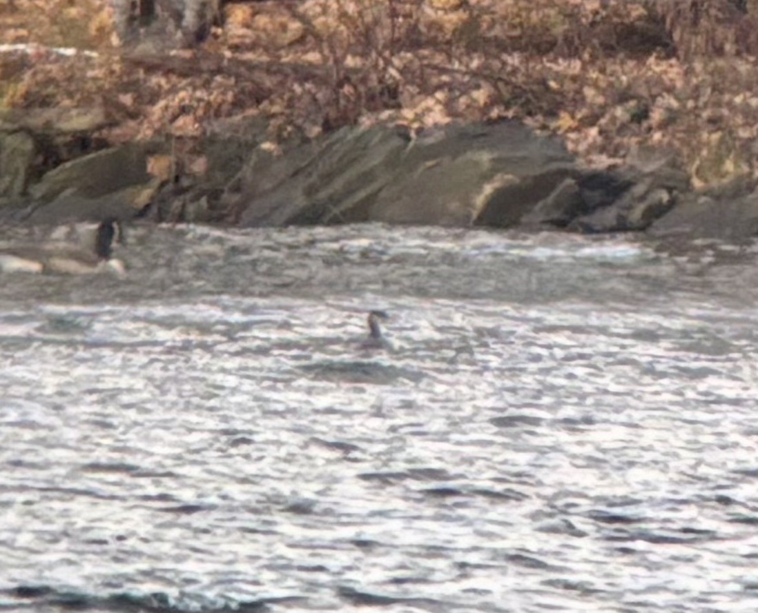 Буурал шунгуур - ML645327218