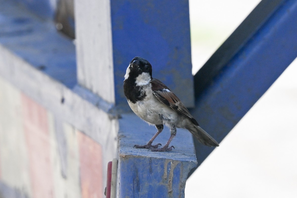 House Sparrow - ML645327219