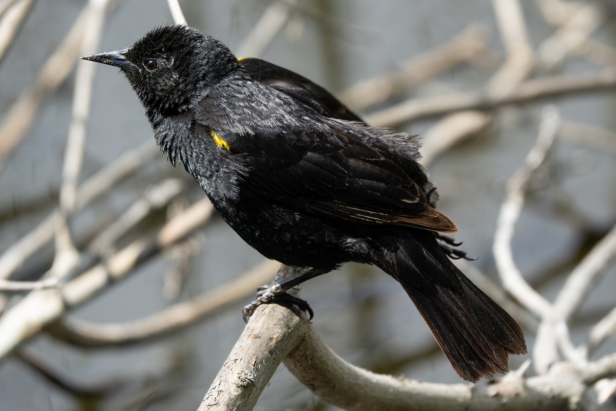 Varillero Aliamarillo - ML645327225