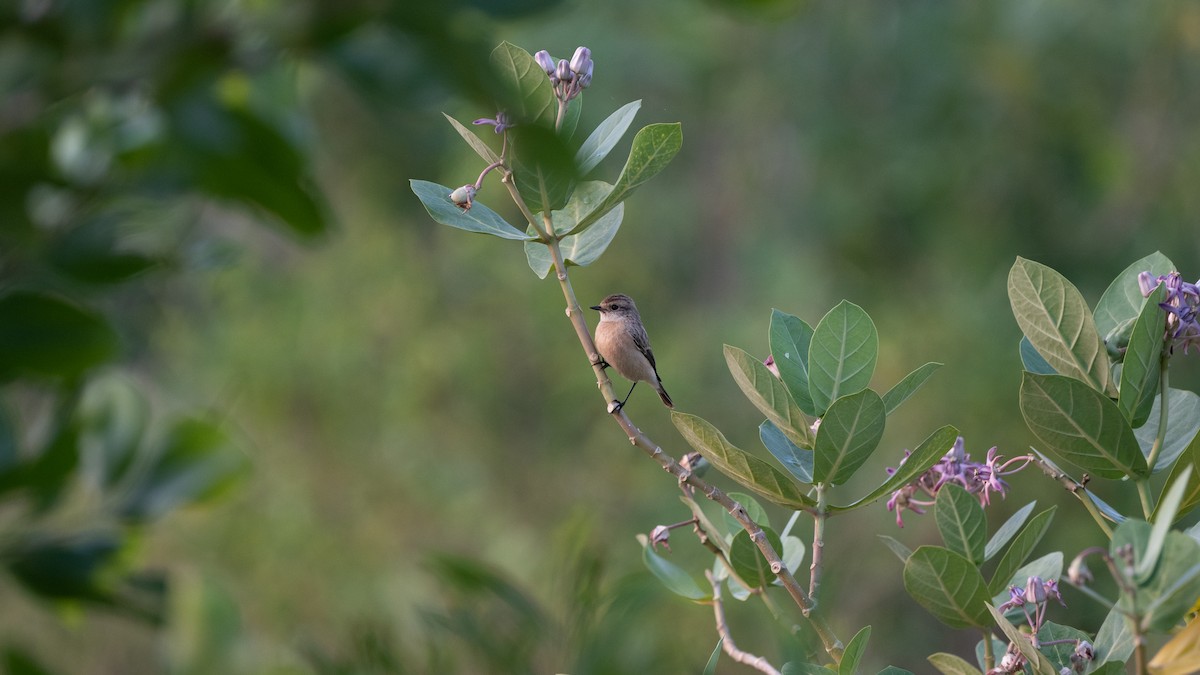 bramborníček sibiřský - ML645327226