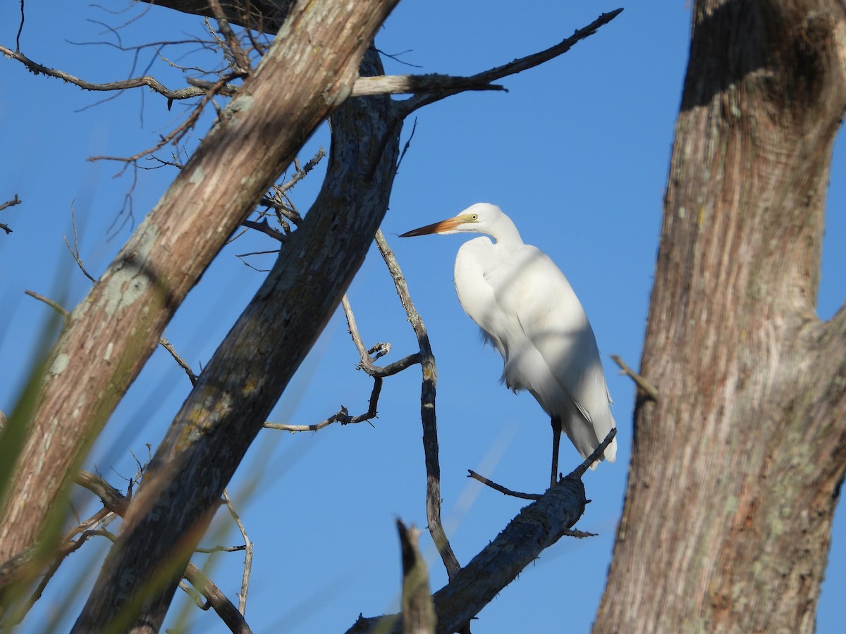 Garceta Grande - ML645327227