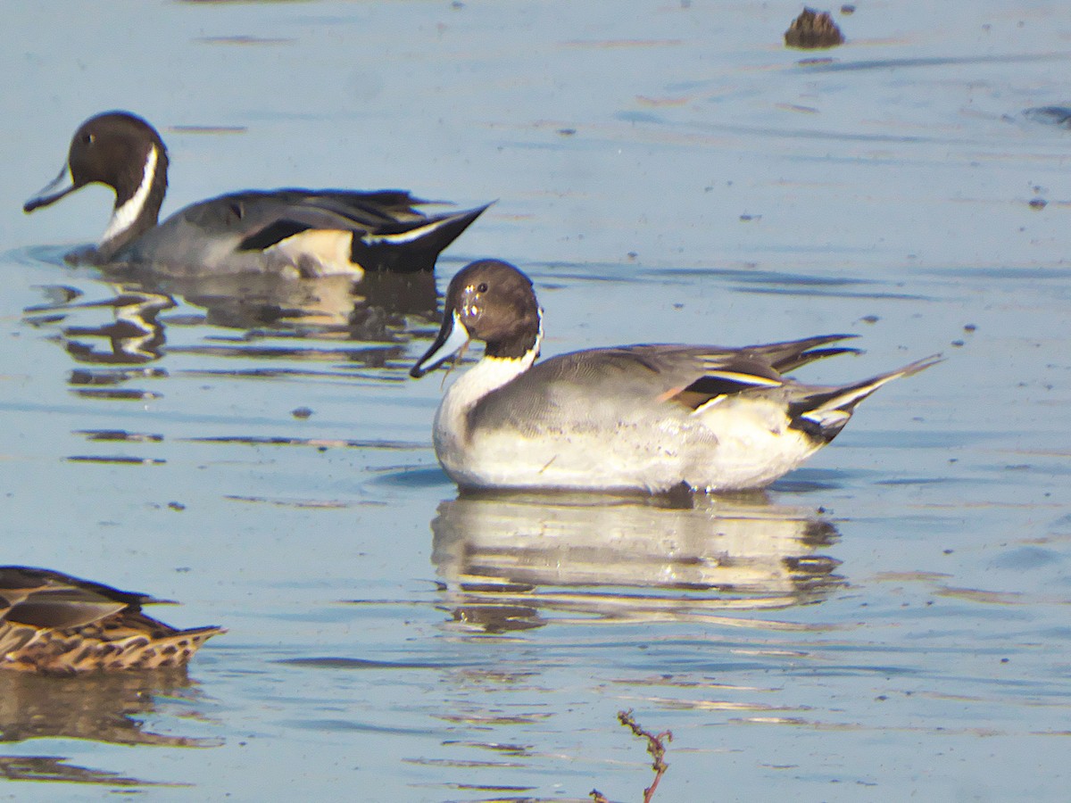Northern Pintail - ML645327228