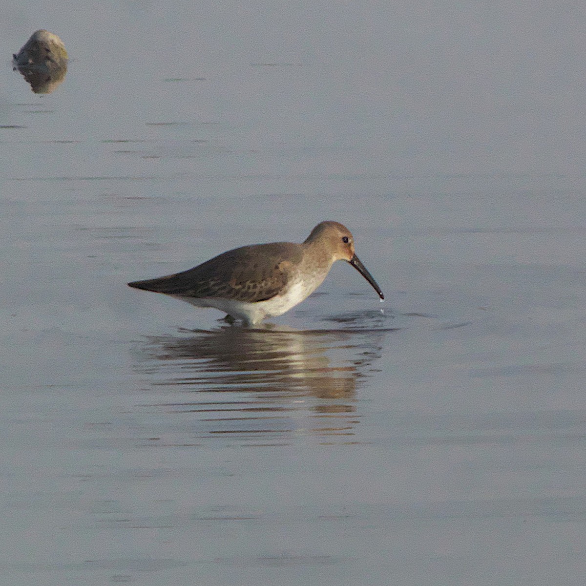 Dunlin - ML645327242
