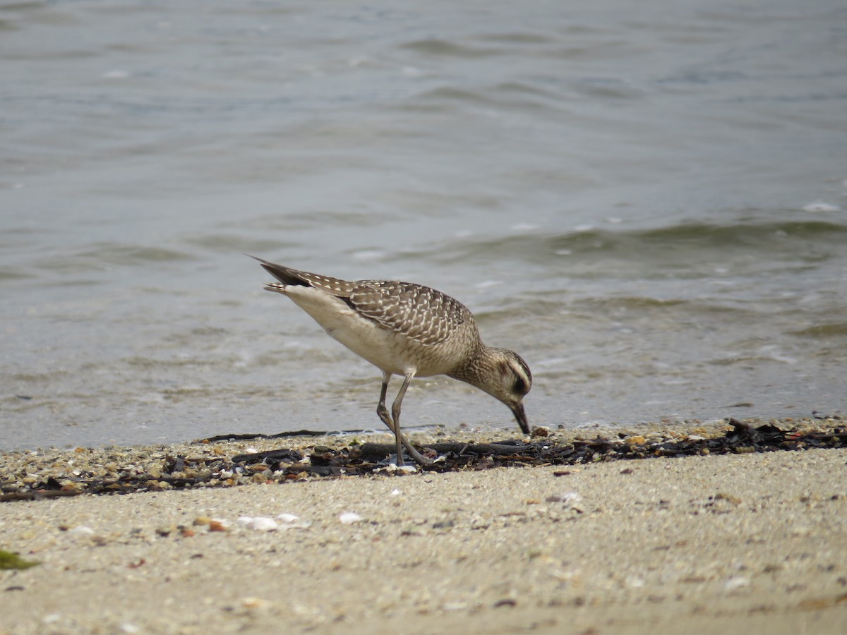 American Golden-Plover - ML645327260
