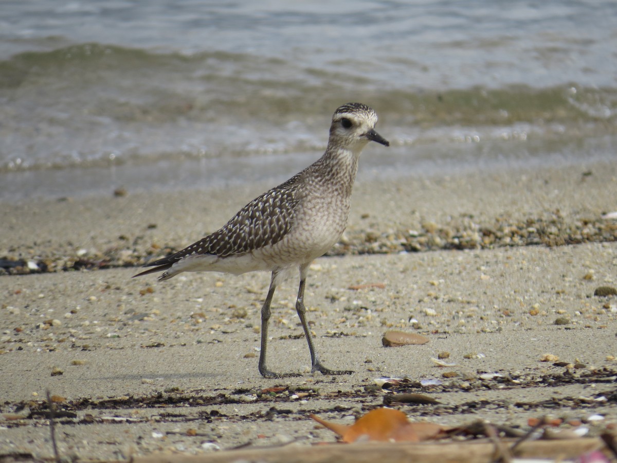 American Golden-Plover - ML645327262