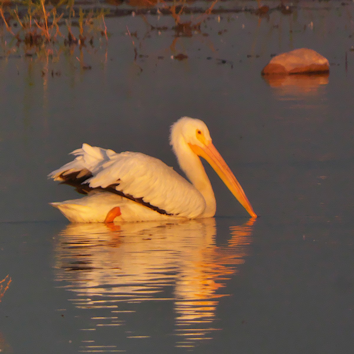 American White Pelican - ML645327269