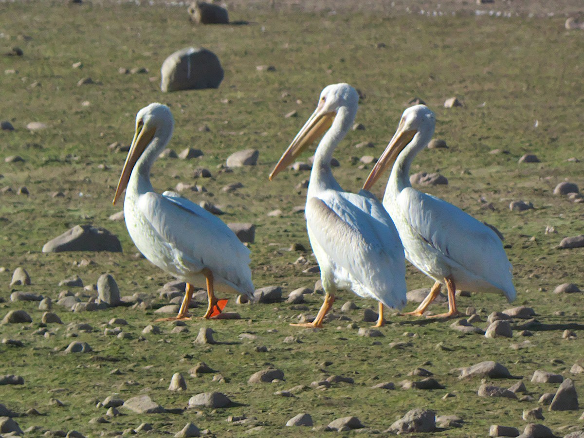 American White Pelican - ML645327270