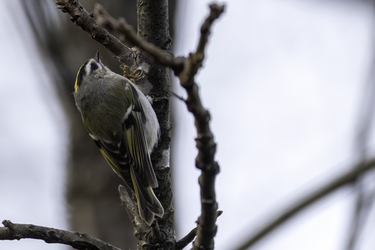 Golden-crowned Kinglet - ML645327288