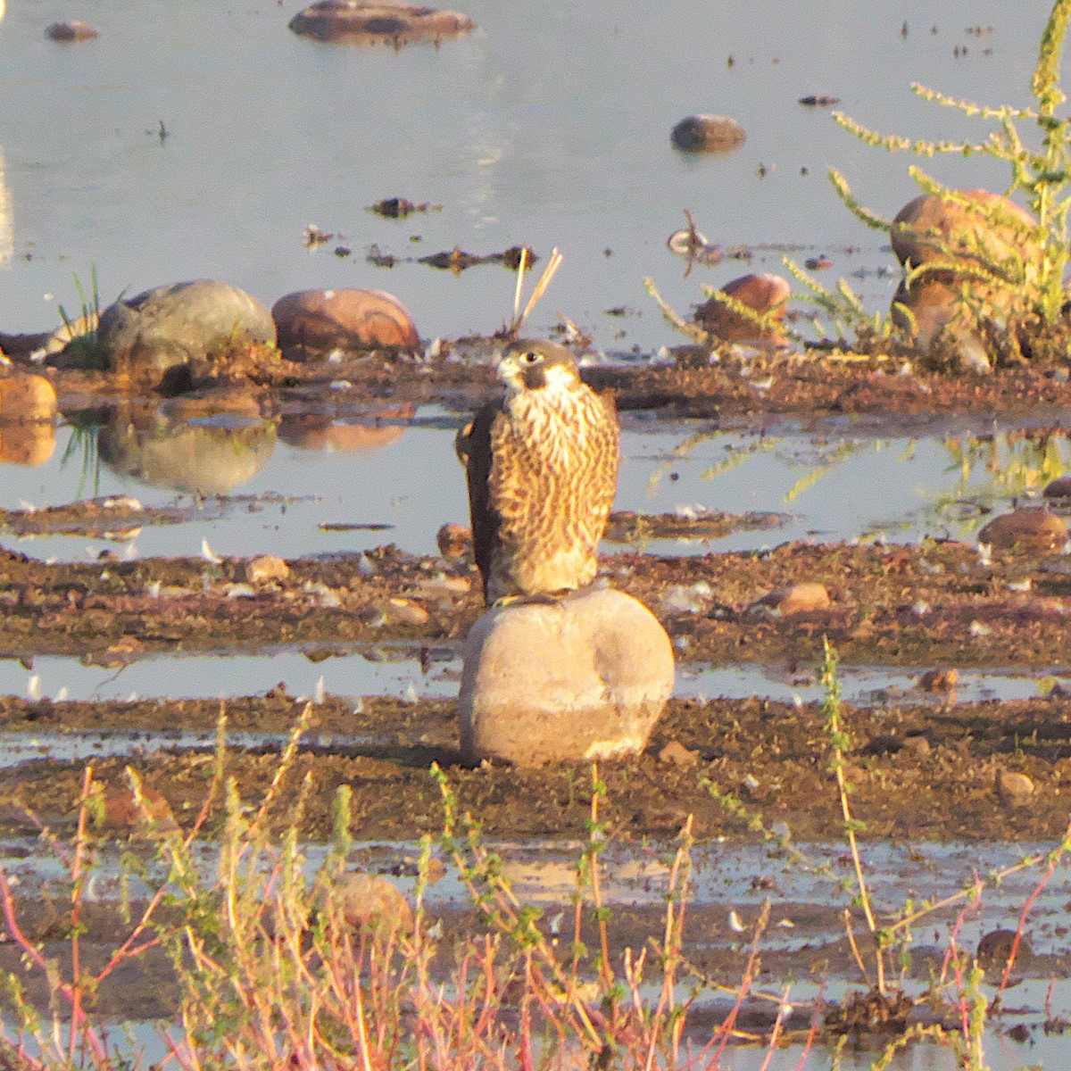 Peregrine Falcon - ML645327289