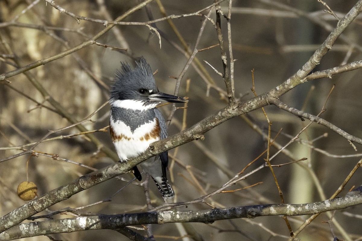 Belted Kingfisher - ML645327293