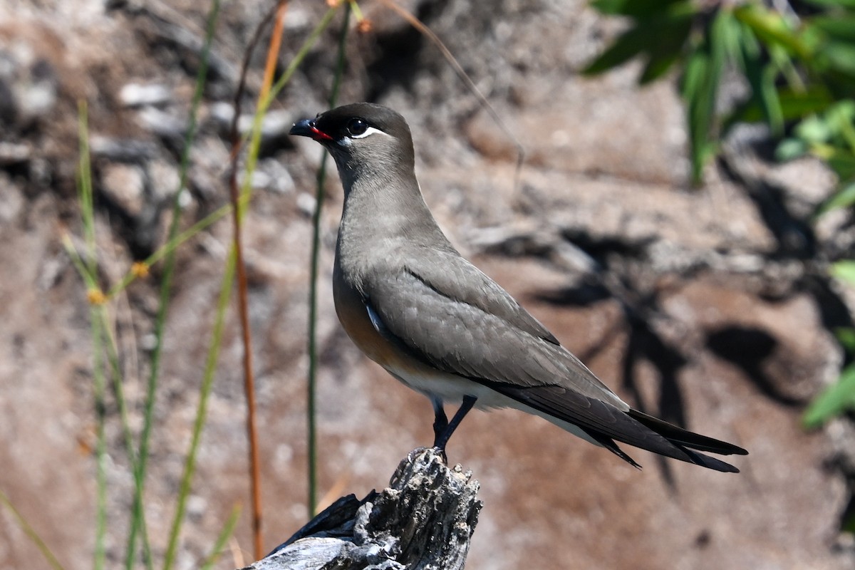 Madagascar Pratincole - ML645327299
