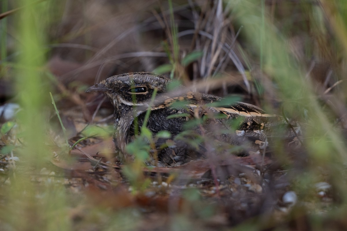 Chotacabras Hindú - ML645327322