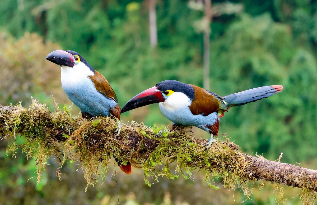Андигена білощока - ML645327345