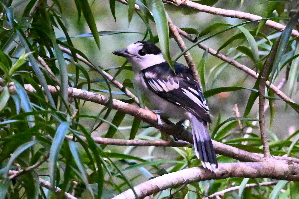 Hook-billed Vanga - ML645327351