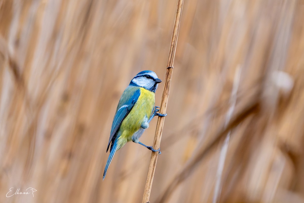 sýkora modřinka - ML645327361