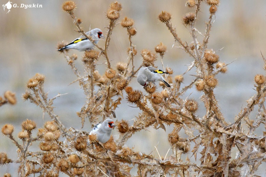 Jilguero Oriental - ML645327369