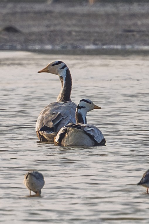 Oie à tête barrée - ML645327388