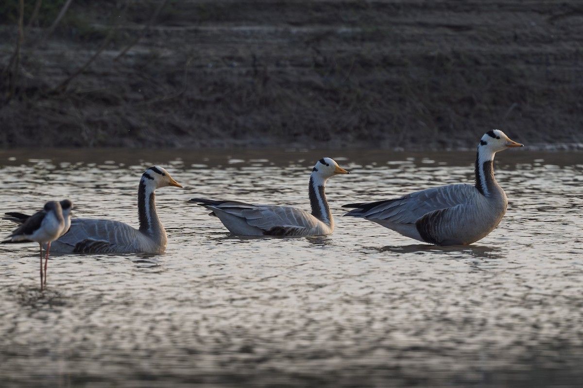 Oie à tête barrée - ML645327389