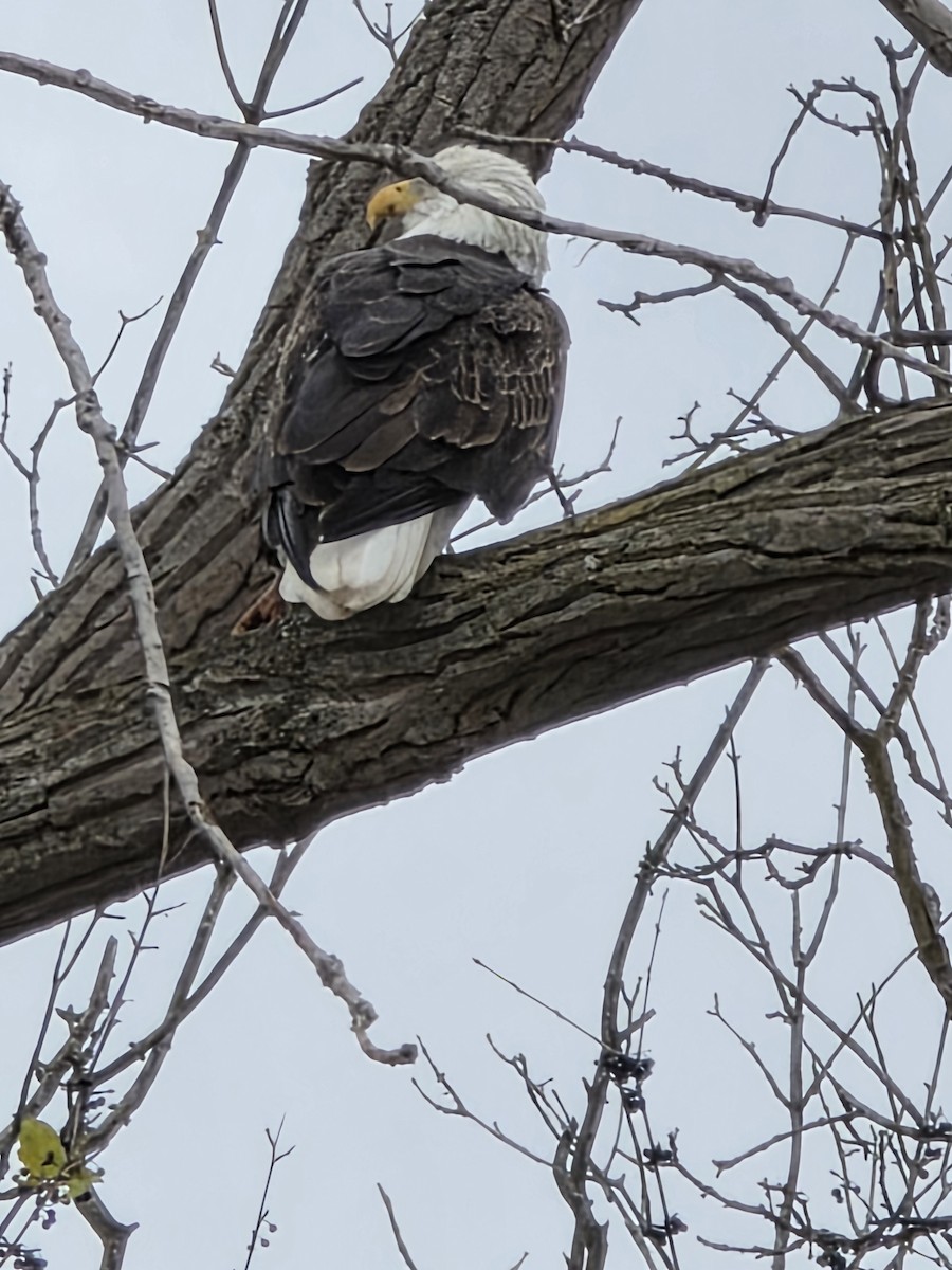 Bald Eagle - ML645327397