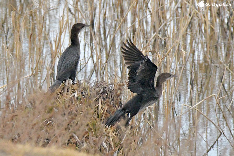 Ubarroi txikia - ML645327399