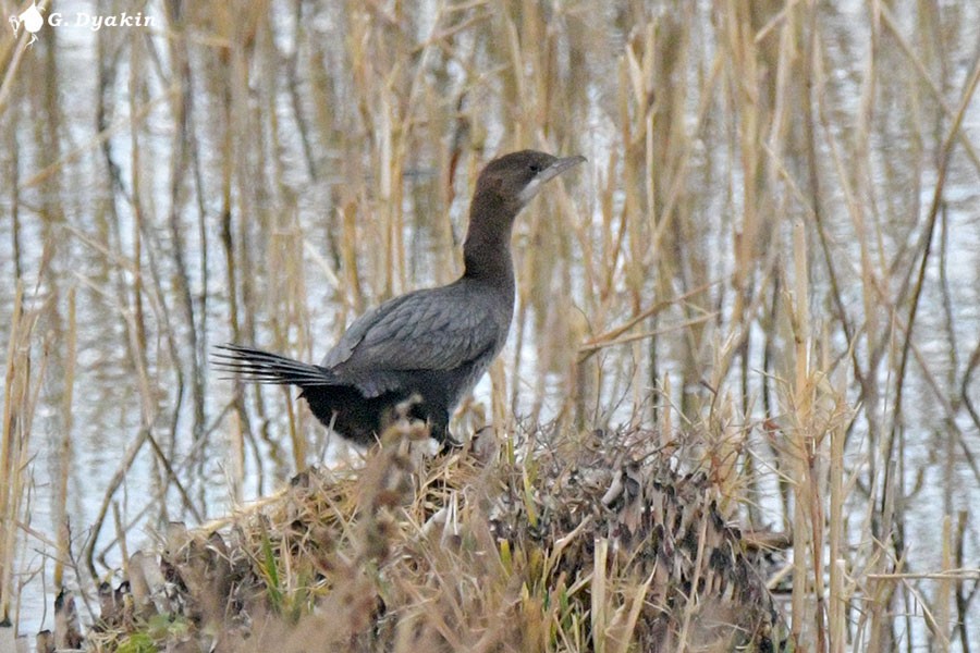 Ubarroi txikia - ML645327400