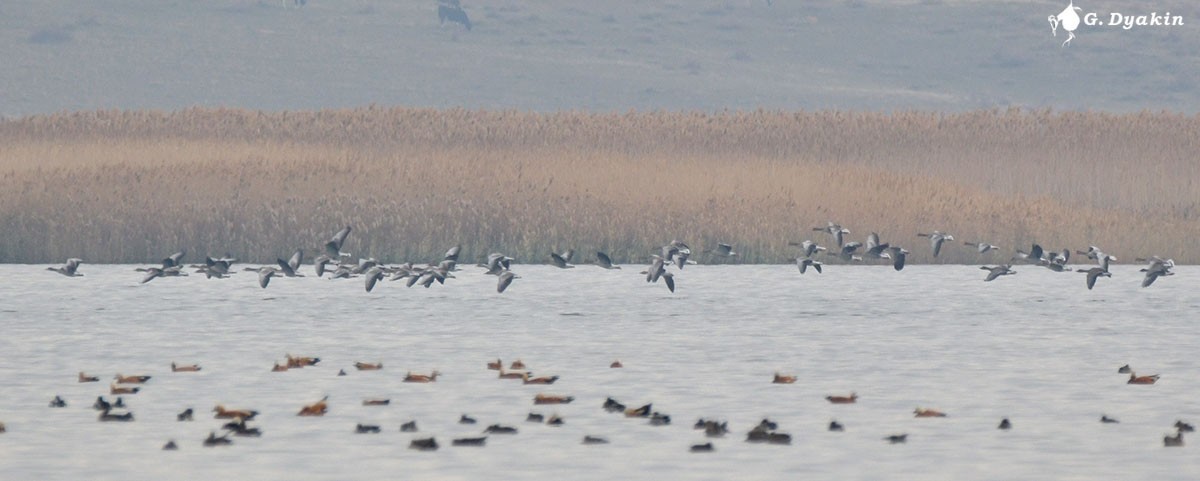 Graylag Goose - ML645327407