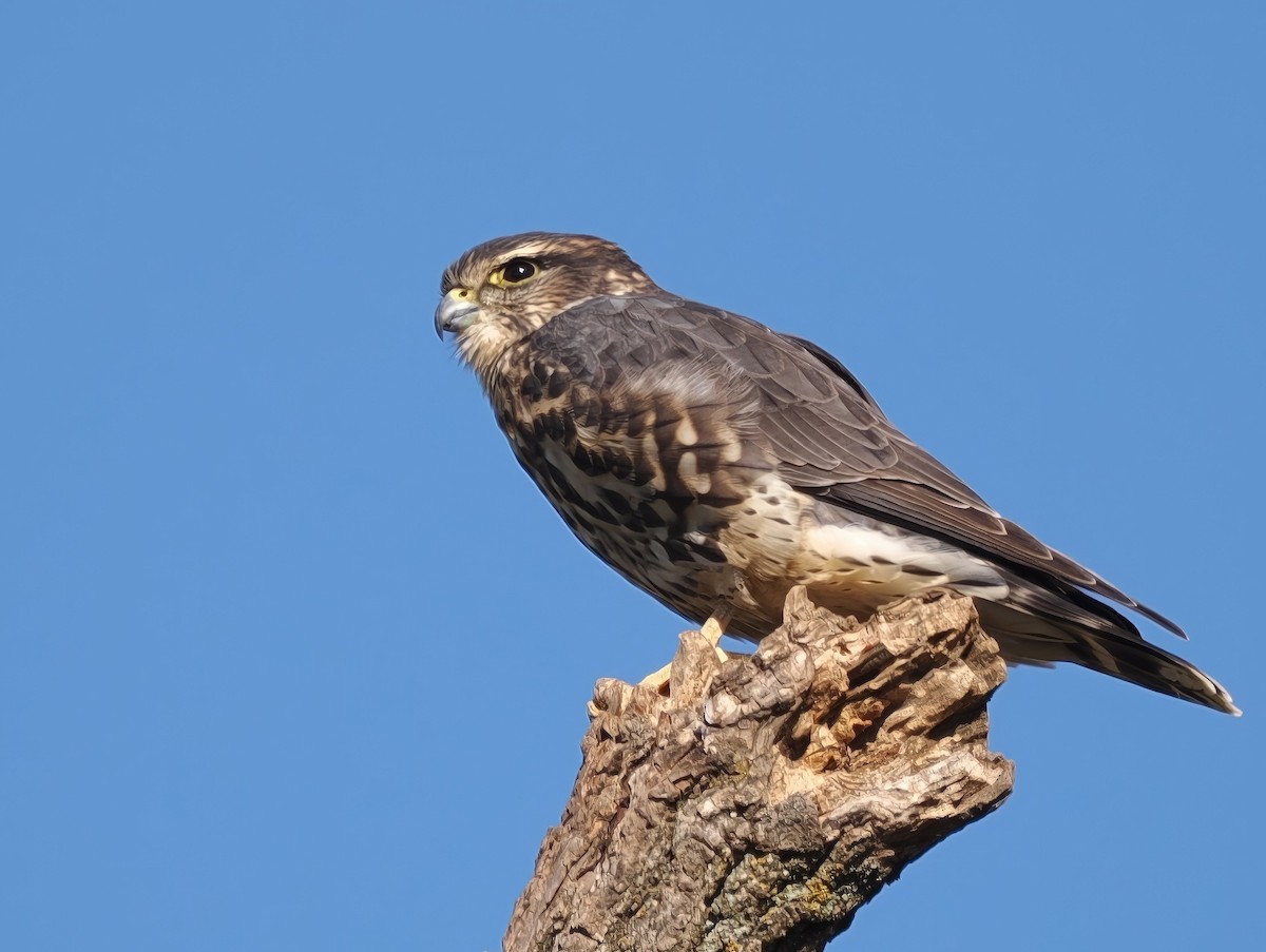 Merlin - ML645327432