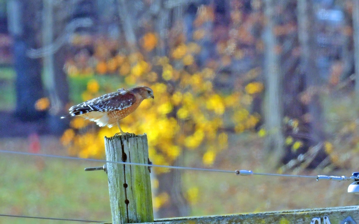 Red-shouldered Hawk - ML645327436