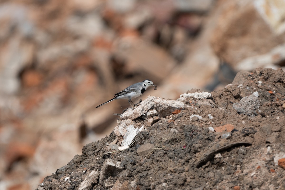 White Wagtail - ML645327440