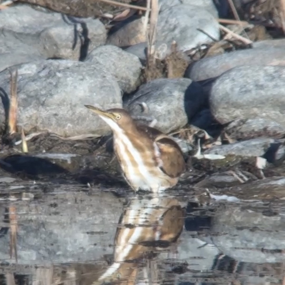 コヨシゴイ - ML645327442