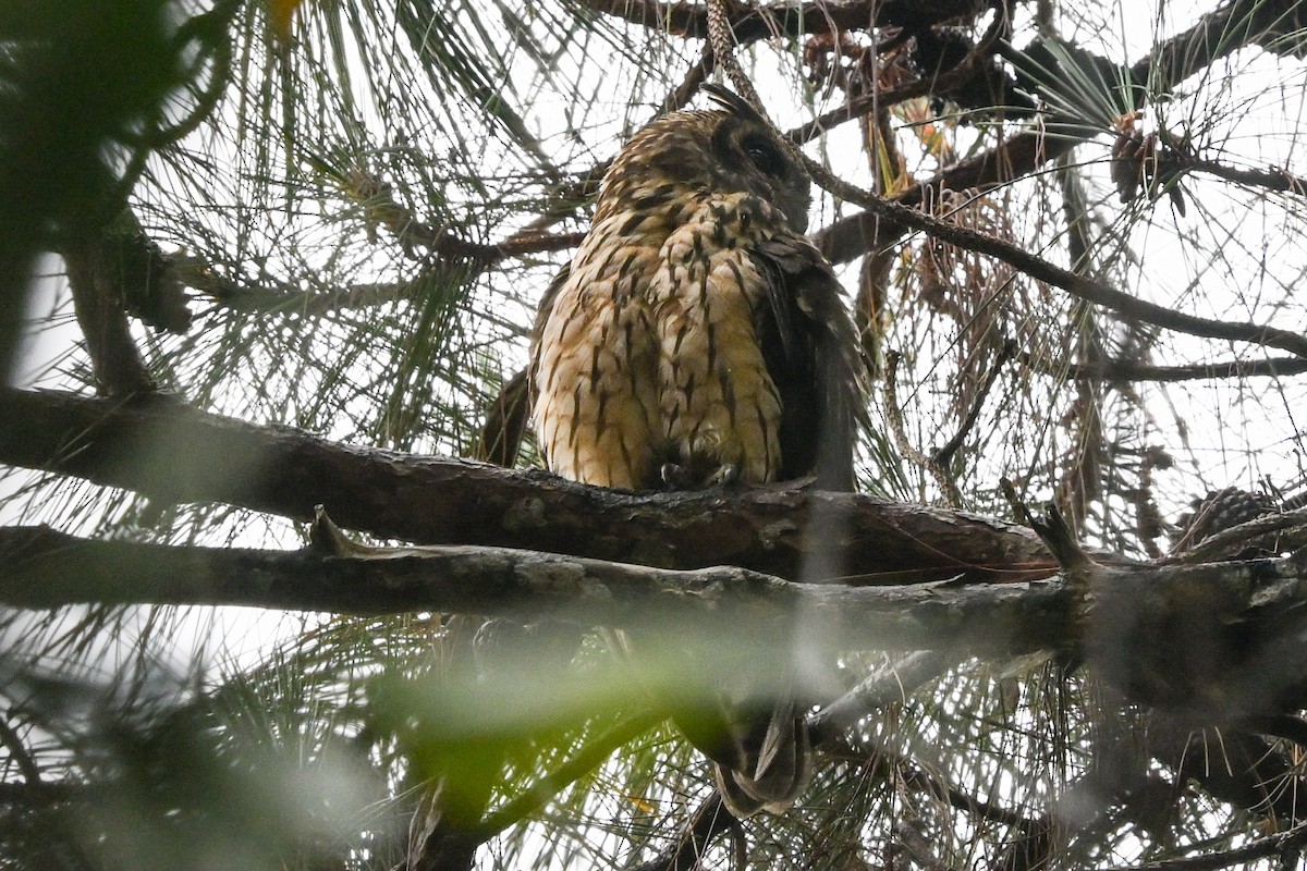 Madagascar Owl - ML645327443