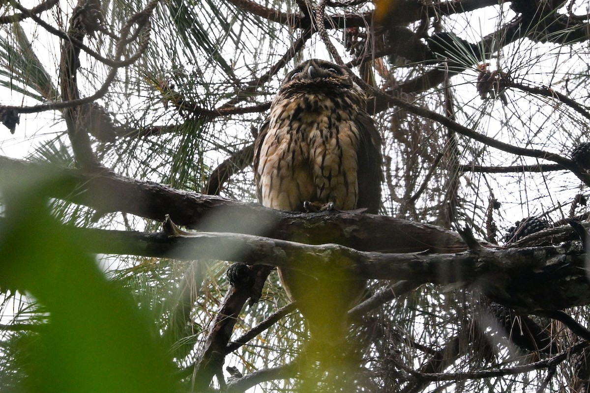 Madagascar Owl - ML645327444