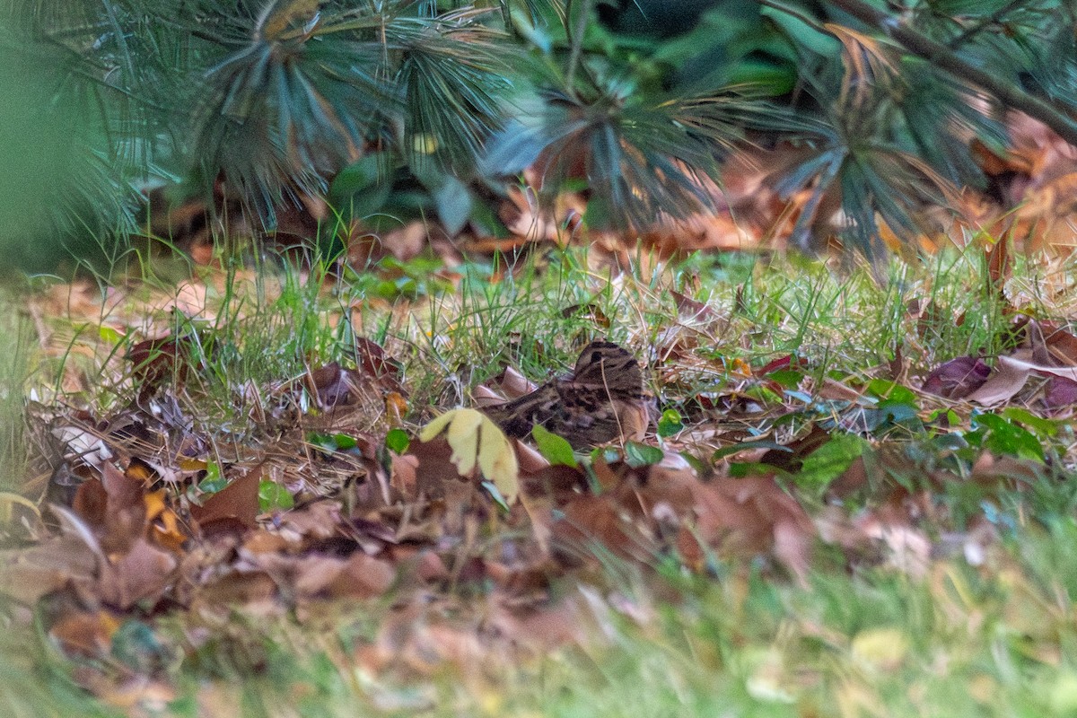 American Woodcock - ML645327456