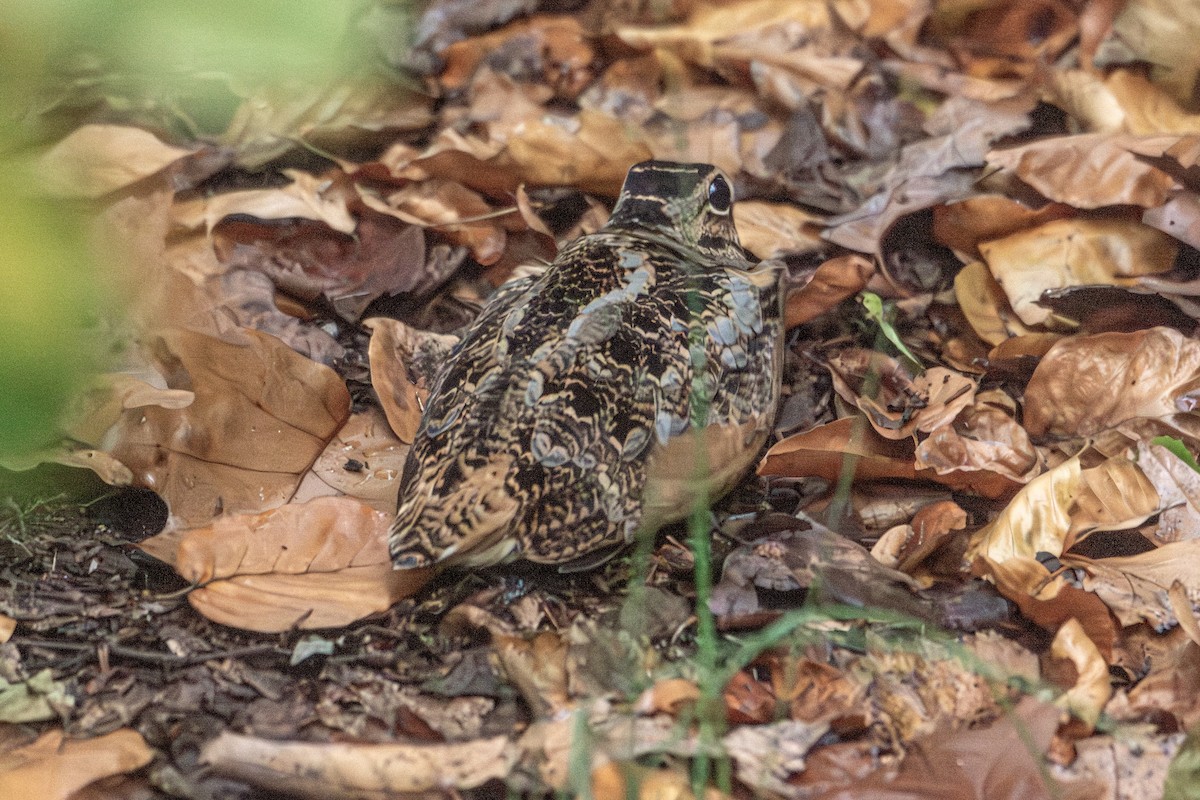 American Woodcock - ML645327459