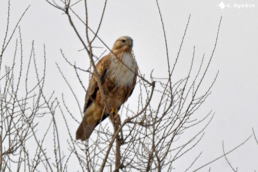 Long-legged Buzzard - ML645327464