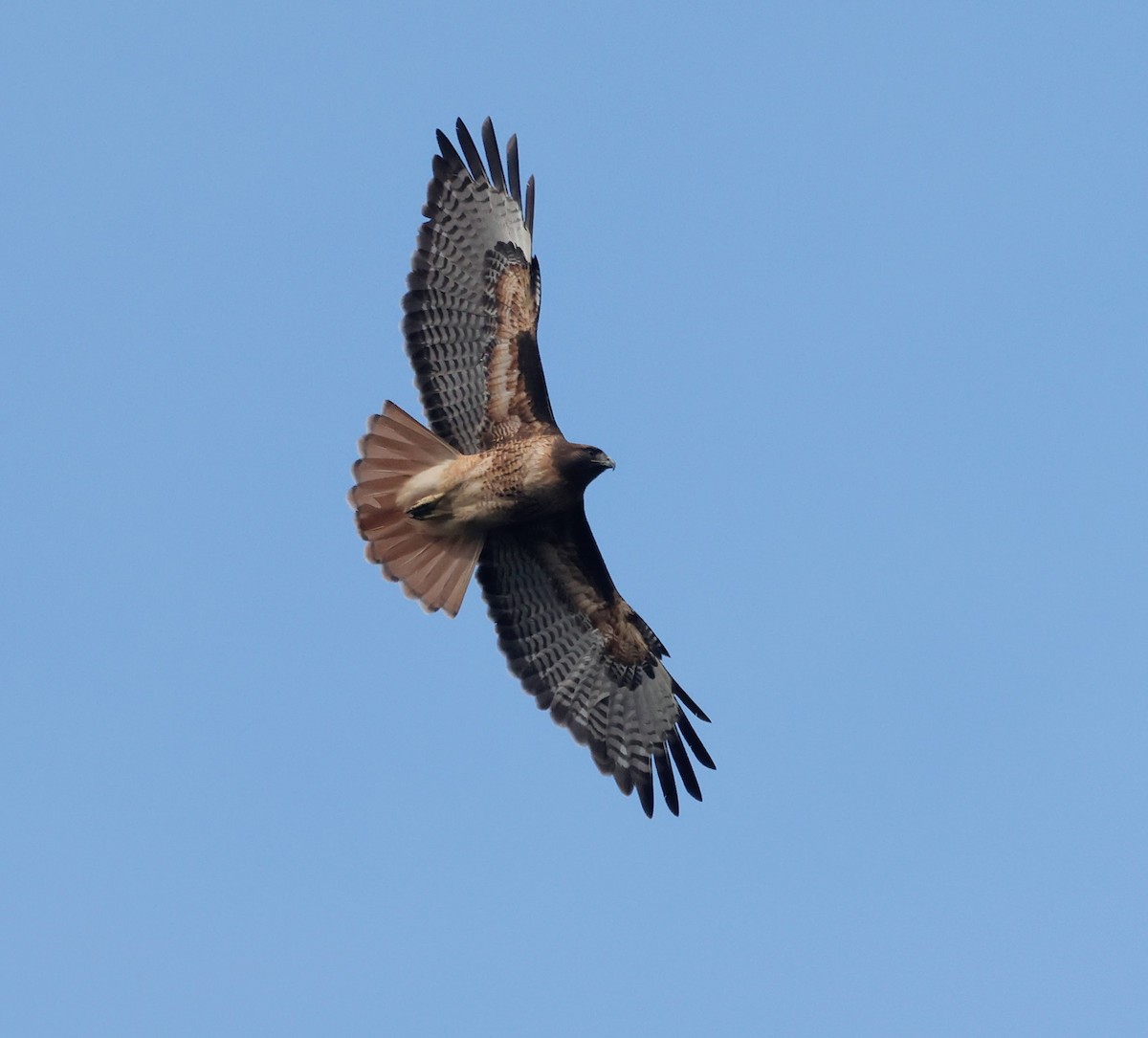 Red-tailed Hawk - ML645327468