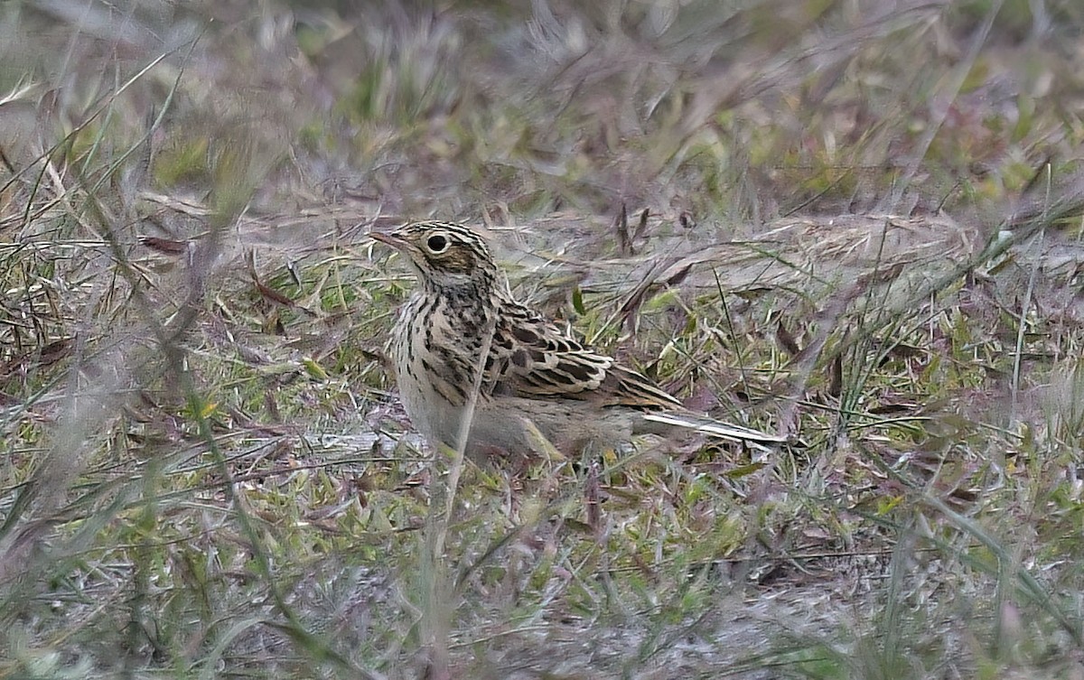 Puna Pipit - ML645327471