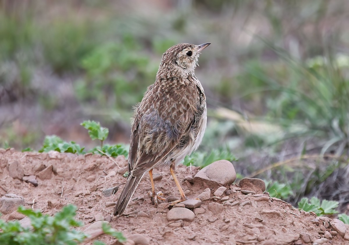 Puna Pipit - ML645327472